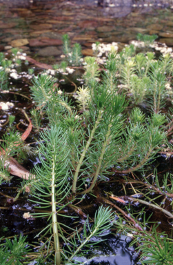 APII jpeg image of Myriophyllum variifolium  © contact APII
