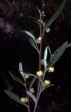 APII jpeg image of Beyeria lasiocarpa  © contact APII