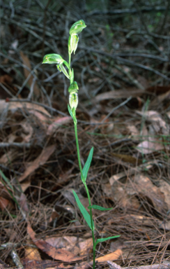 APII jpeg image of Pterostylis longifolia  © contact APII
