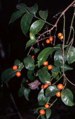 APII jpeg image of Gynochthodes jasminoides  © contact APII