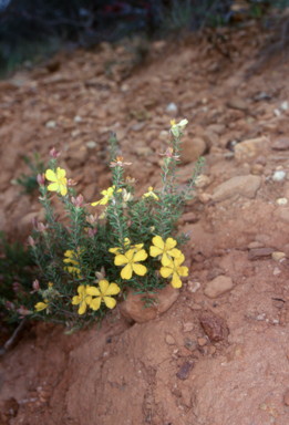 APII jpeg image of Hibbertia ericifolia  © contact APII