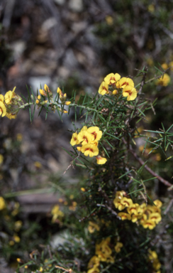 APII jpeg image of Dillwynia sieberi  © contact APII