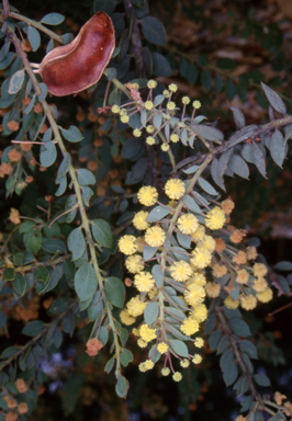APII jpeg image of Acacia uncinata  © contact APII