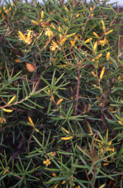 APII jpeg image of Persoonia juniperina  © contact APII