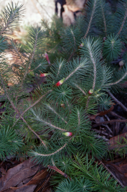 APII jpeg image of Stenanthera pinifolia  © contact APII