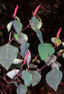 APII jpeg image of Homalanthus stillingiifolius  © contact APII