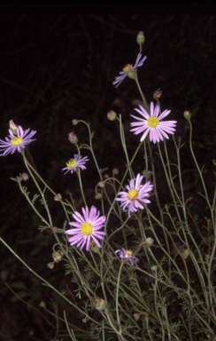 APII jpeg image of Brachyscome ciliaris  © contact APII