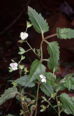 APII jpeg image of Veronica grosseserrata  © contact APII