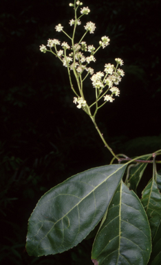 APII jpeg image of Ehretia acuminata var. acuminata  © contact APII