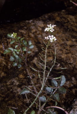 APII jpeg image of Rorippa nasturtium-aquaticum  © contact APII