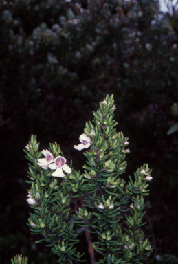 APII jpeg image of Prostanthera phylicifolia  © contact APII