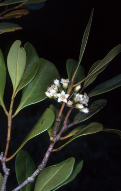 APII jpeg image of Aegiceras corniculatum  © contact APII