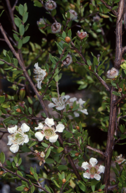 APII jpeg image of Leptospermum thompsonii  © contact APII
