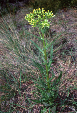 APII jpeg image of Senecio hispidulus  © contact APII