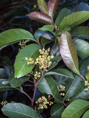 APII jpeg image of Alectryon subcinereus  © contact APII