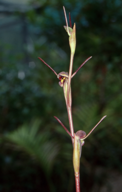 APII jpeg image of Orthoceras strictum  © contact APII