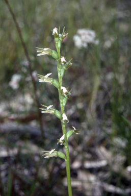 APII jpeg image of Prasophyllum patens  © contact APII