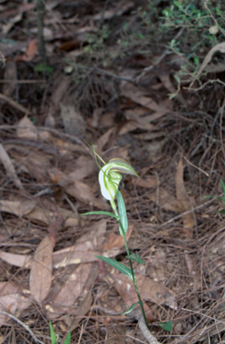 APII jpeg image of Pterostylis grandiflora  © contact APII