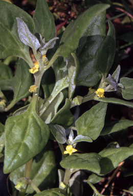 APII jpeg image of Tetragonia tetragonioides  © contact APII