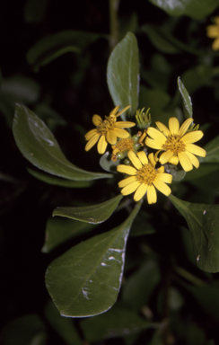 APII jpeg image of Chrysanthemoides monilifera subsp. rotundata  © contact APII