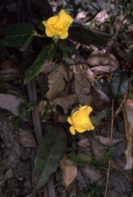 APII jpeg image of Hibbertia dentata  © contact APII