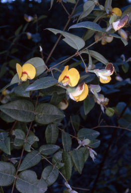 APII jpeg image of Platylobium formosum subsp. formosum  © contact APII