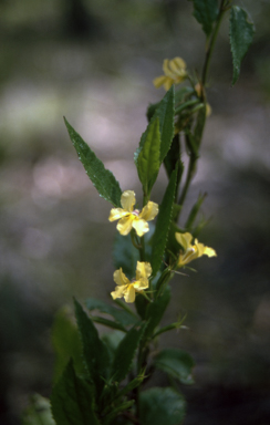 APII jpeg image of Goodenia ovata  © contact APII