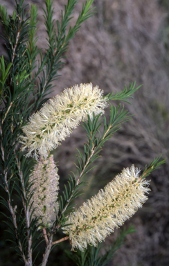 APII jpeg image of Melaleuca armillaris subsp. armillaris  © contact APII