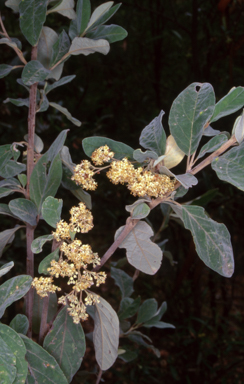 APII jpeg image of Pomaderris cinerea  © contact APII