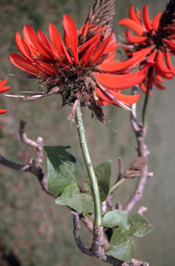 APII jpeg image of Erythrina X subsp.  © contact APII