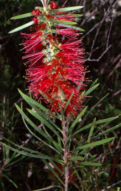 APII jpeg image of Callistemon rigidus  © contact APII