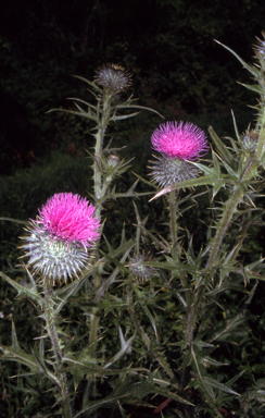 APII jpeg image of Cirsium vulgare  © contact APII