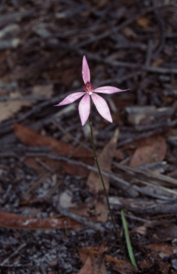 APII jpeg image of Caladenia carnea  © contact APII