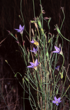 APII jpeg image of Wahlenbergia capillaris  © contact APII