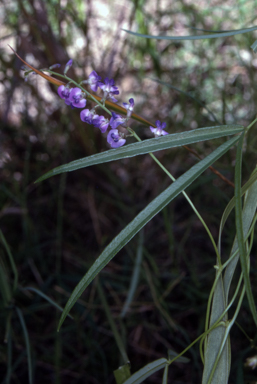 APII jpeg image of Glycine microphylla  © contact APII