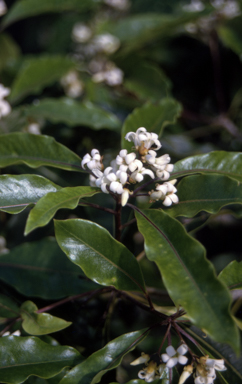 APII jpeg image of Pittosporum undulatum  © contact APII