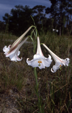 APII jpeg image of Lilium formosanum  © contact APII