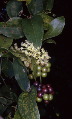 APII jpeg image of Smilax australis  © contact APII
