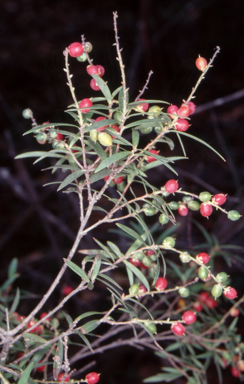 APII jpeg image of Styphelia affinis  © contact APII