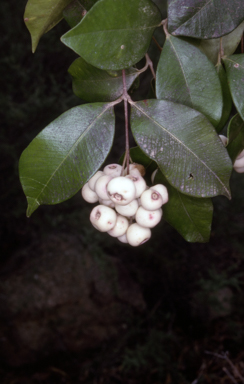 APII jpeg image of Syzygium smithii  © contact APII