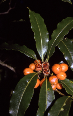 APII jpeg image of Pittosporum undulatum  © contact APII