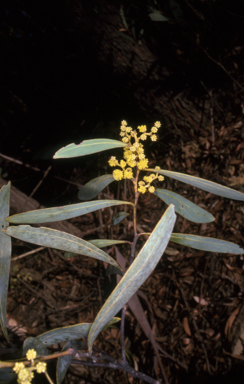 APII jpeg image of Acacia obliquinervia  © contact APII
