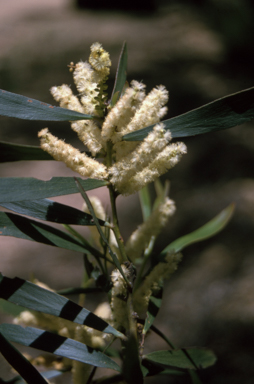 APII jpeg image of Acacia obtusifolia  © contact APII