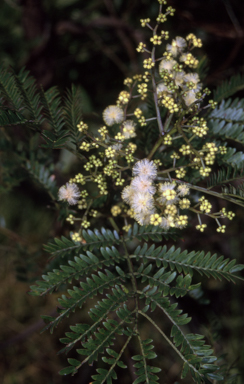 APII jpeg image of Acacia terminalis subsp. Glabrous form (M.Hancock 94)  © contact APII