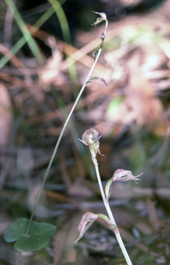APII jpeg image of Acianthus fornicatus  © contact APII