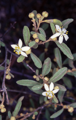 APII jpeg image of Asterolasia correifolia  © contact APII