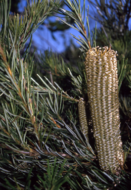 APII jpeg image of Banksia spinulosa var. spinulosa  © contact APII