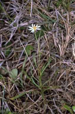 APII jpeg image of Brachyscome graminea  © contact APII