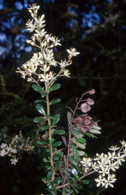 APII jpeg image of Bursaria spinosa subsp. lasiophylla  © contact APII