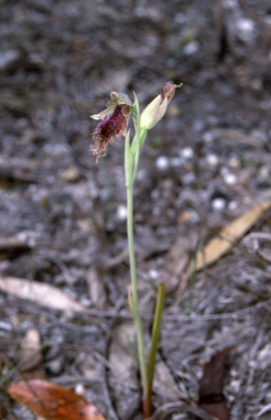 APII jpeg image of Calochilus robertsonii  © contact APII